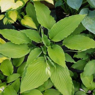 Hosta 'Love Song'